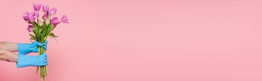 Lastik eldivenli, pembe pankartta izole edilmiş laleler tutan kadın manzarası.