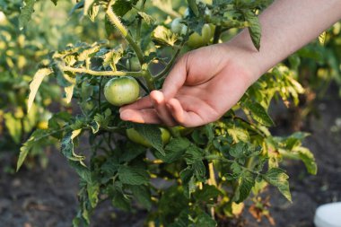 cropped view of farmer checking green tomato clipart