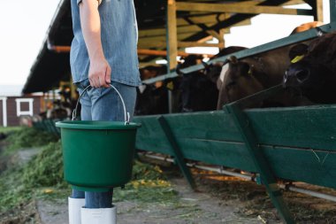 partial view of farm worker holding bucket near manger and cows clipart