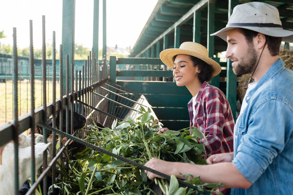 довольные мультиэтнические фермеры смотрят на овец рядом с яслями с зеленью