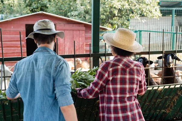 Back View Interracial Farmers Manger Sheep Farm — Stock Photo, Image