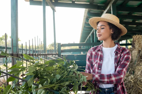 Afrikaans Amerikaanse Vrouw Stro Hoed Houden Groen Buurt Van Kribbe — Stockfoto