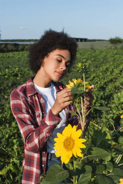 African American Femeie Cămașă Carouri Uitându Floarea Soarelui Teren Agricol — Fotografie, imagine de stoc