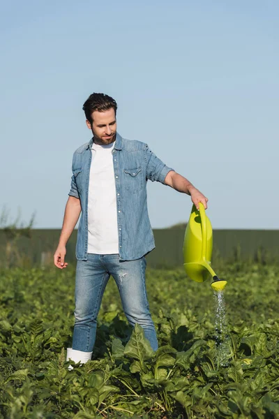 Teljes Hosszúságú Kilátás Fiatal Mezőgazdasági Termelő Farmerruhás Locsoló Növények Szántóföldön — Stock Fotó