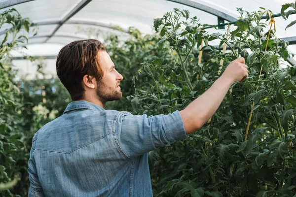 Agricultor Camisa Jeans Verificando Plantas Verdes Estufa — Fotografia de Stock