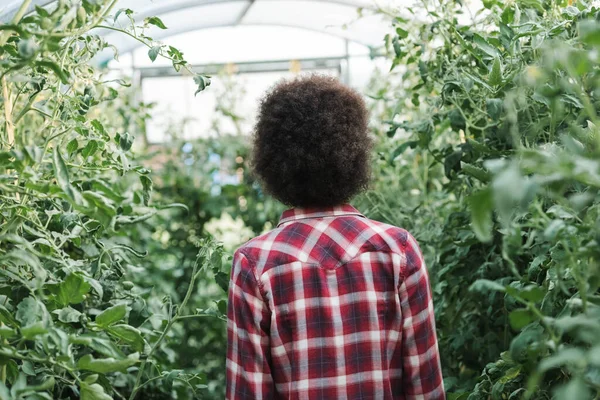 Visão Traseira Mulher Encaracolada Camisa Xadrez Perto Plantas Estufa — Fotografia de Stock