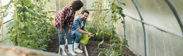 Agriculteur Heureux Avec Arrosoir Pointant Vers Lit Jardin Dans Hothouse — Photo