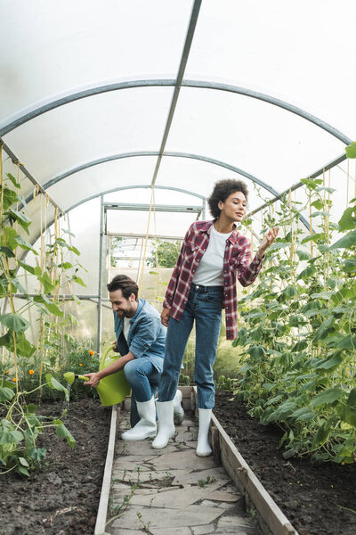 african american farmer inspecting plants near colleague with watering can in greenhouse