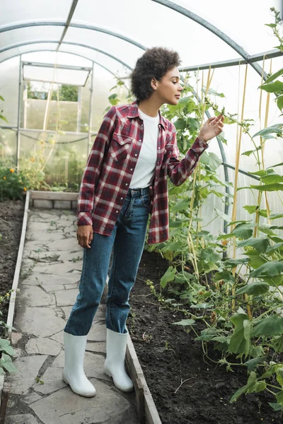 Visão Comprimento Total Mulher Americana Africana Plantas Xadrez Camisa Verificando — Fotografia de Stock