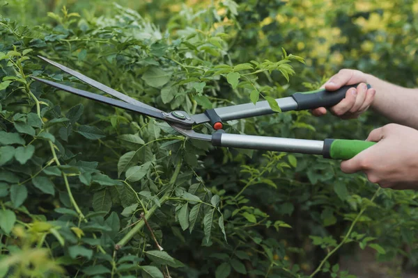 Zugeschnittene Ansicht Des Gärtners Der Sträucher Mit Dem Baumschneider Zurückschneidet — Stockfoto