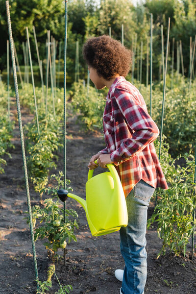 curly african american farmer in checkered shirt watering tomatoes