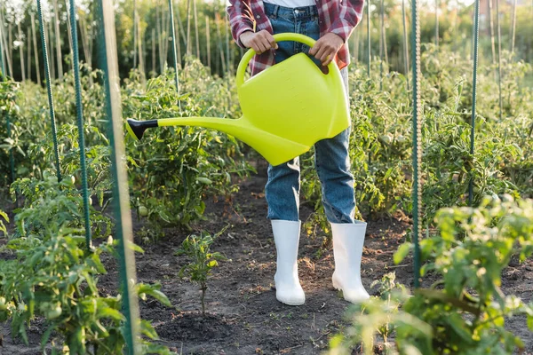 Bijgesneden Uitzicht Van Afrikaans Amerikaanse Vrouw Water Geven Tomaten Het — Stockfoto