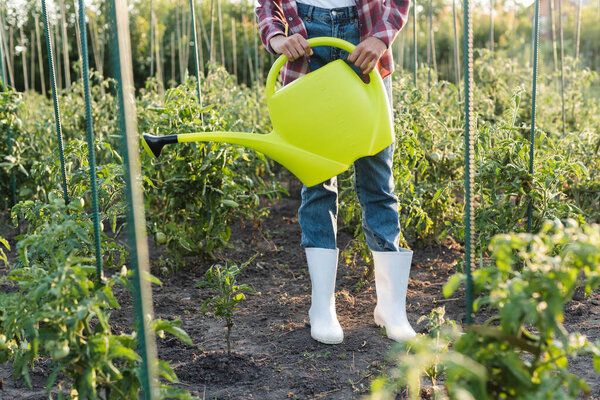 cropped view of african american woman watering tomatoes in field