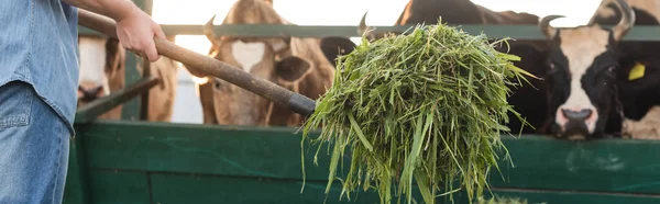 Vista Cultivada Agricultor Segurando Feno Perto Enevoado Vaqueiro Bandeira — Fotografia de Stock