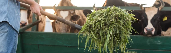 Cropped View Farmer Holding Hay Blurred Cowshed Banner — Stock Photo, Image