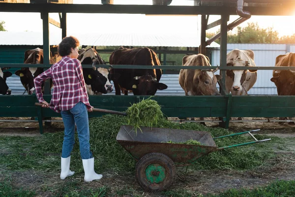 Visão Comprimento Total Mulher Americana Africana Descarregando Feno Perto Cowshed — Fotografia de Stock