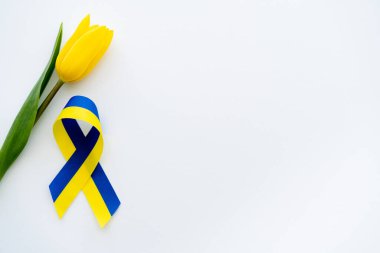 Beyaz arkaplandaki lale yakınındaki mavi ve sarı kurdelenin üst görünümü
