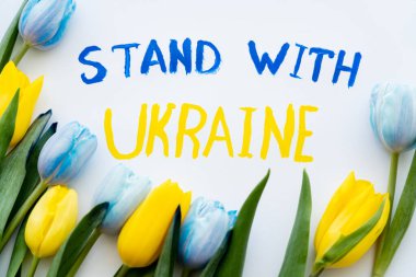 Ukrayna harfleri ve beyaz arkaplanda mavi ve sarı laleler ile ayakta durmanın en üst görünümü 