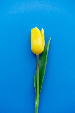 Mavi arkaplanda sarı lale çiçeğinin üst görüntüsü 