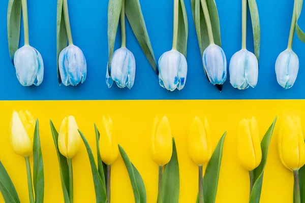 Vue Dessus Des Tulipes Bleues Jaunes Sur Drapeau Ukrainien — Photo