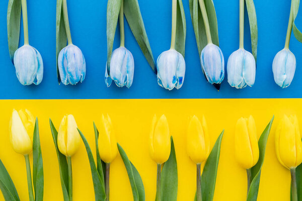 Top view of blue and yellow tulips on ukrainian flag