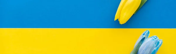コピースペース バナーとウクライナのフラグ上の青と黄色のチューリップのトップビュー — ストック写真