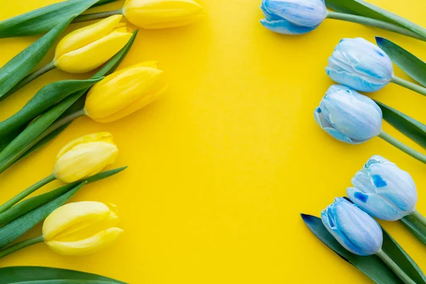 Bovenaanzicht Van Blauwe Gele Tulpen Achtergrond Met Kopieerruimte — Stockfoto