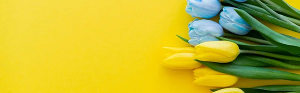 Top View Blue Yellow Tulips Background Copy Space Banner — Stock Photo, Image