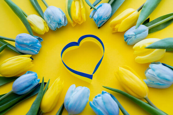 Top view of blue and yellow ribbon in heart shape near tulips on background