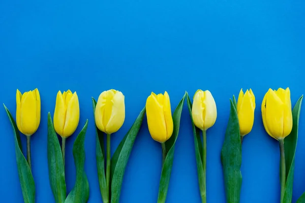 Draufsicht Auf Gelbe Tulpen Mit Blättern Auf Blauem Hintergrund — Stockfoto