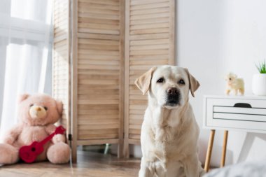  yellow labrador looking at camera near blurred soft toys at home clipart