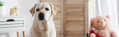 labrador dog looking at camera near blurred teddy bear at home, banner clipart