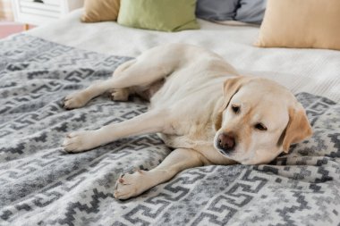 Tembel labrador köpeği evde yatakta dinleniyor.