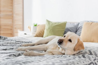 Labrador köpeği evdeki yumuşak yatakta dinleniyor.