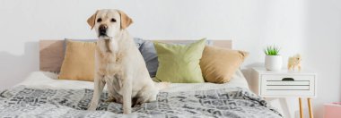 Labrador yastıkların ve komodinin yanında, pankartın yanında oturuyor.