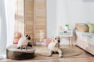 Labrador 'un yanındaki yumuşak puf üzerinde oturan kedi yatak odasındaki halının üzerinde yatıyor.
