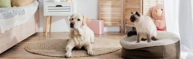 Labrador halının üzerinde uzanıyor, kedilerin yanında, yatak odasında yumuşak bir puf üzerinde oturuyor, afiş.