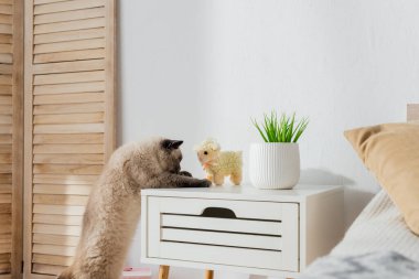 Meraklı kedi komodindeki oyuncak kuzuya bakıyor.
