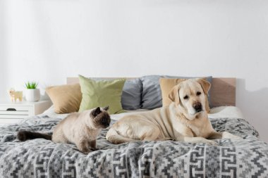 Kedi ve köpek, bulanık yastıkların yanında, rahat bir yatakta yatıyorlar. 