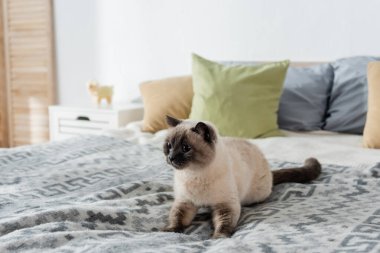Kedi yumuşak yastıkların yanında rahat bir yatakta yatıyor bulanık arka planda.