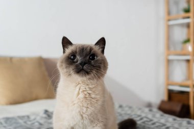Evcil kedi evde bulanık arka planda oturuyor