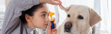 girl examining ear of labrador dog with toy otoscope, banner clipart