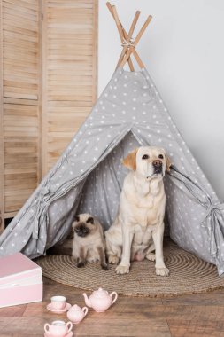 Köpek ve kedi oyuncak çay seti yakınındaki çadırda oturuyorlar.