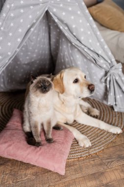 Kürklü kedi, labrador köpeğinin yanında, yastıkta oturuyor.