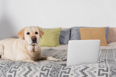 Labrador köpeği laptopun yanında yatar ve kameraya bakar.