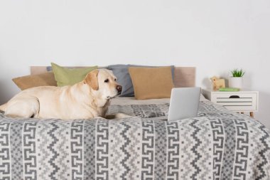 Sarı labrador köpeği yastıklarla dizüstü bilgisayarın yanında yatıyor.