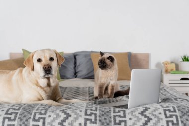 Kedi ve labrador köpeği dizüstü bilgisayarın yanında ve yatakta bulanık yastıklar