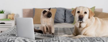 Labrador yatakta kedi ve dizüstü bilgisayarın yanındaki kameraya bakıyor.