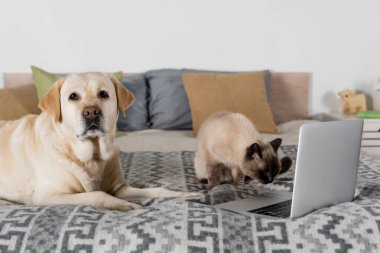Labrador yatakta kedi laptopu koklarken kameraya bakıyor.