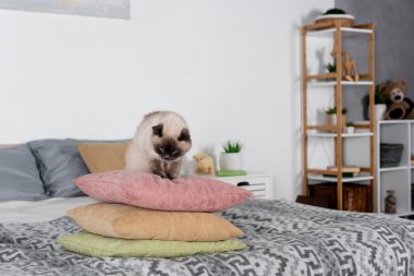 Kedi yatak odasındaki yastık yığınının üzerinde oturuyor.